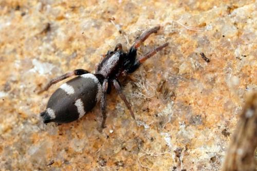 Poecilochroa albomaculata