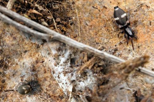 Réf. 300 337 : Poecilochroa albomaculata