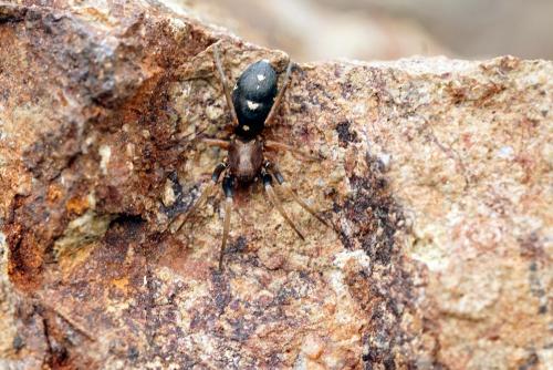 Micaria guttigera