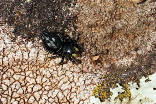 Heliophanus sp.
