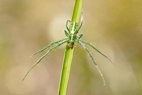 Heriaeus oblongus