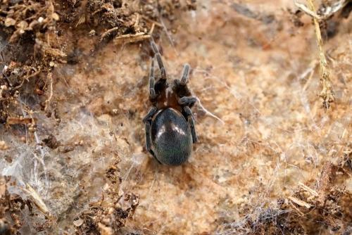 Réf. 300 340 : Titanoeca quadriguttata