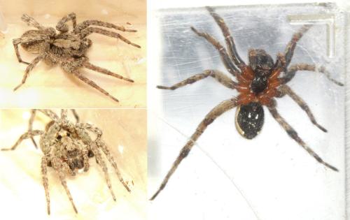 Réf. 300 936 : Alopecosa albofasciata