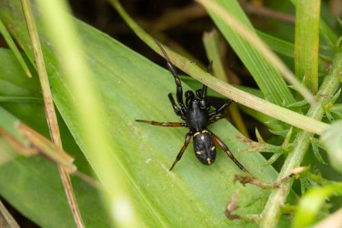 Réf. 300 200 : Asagena sp.