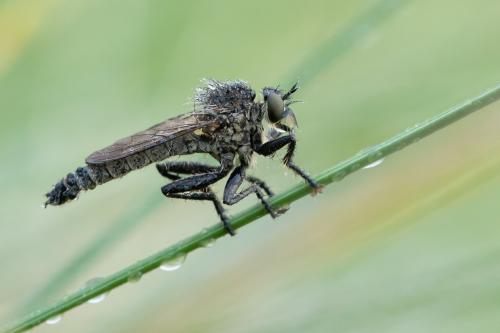 Réf. 300 982 : Dysmachus harpax