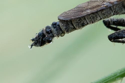 Réf. 300 983 : Dysmachus harpax