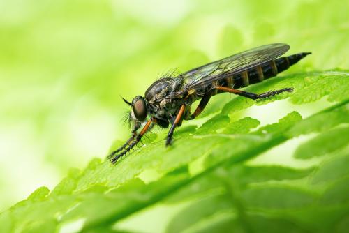 Réf. 300 271 : Stilpnogaster stabilis