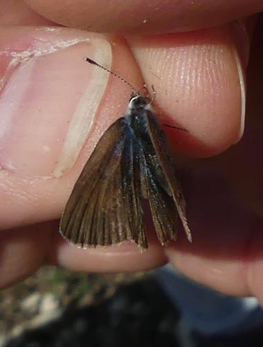 Réf. 300 727 : Glaucopsyche melanops