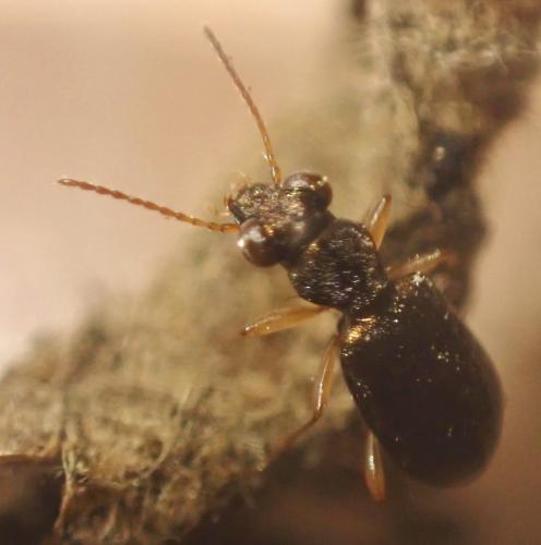 Réf. 300 295 : Asaphidion sp.