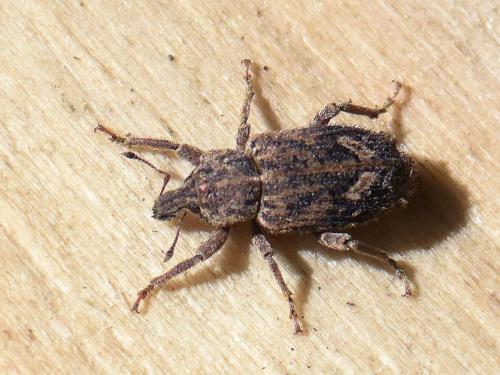 Listroderes costirostris