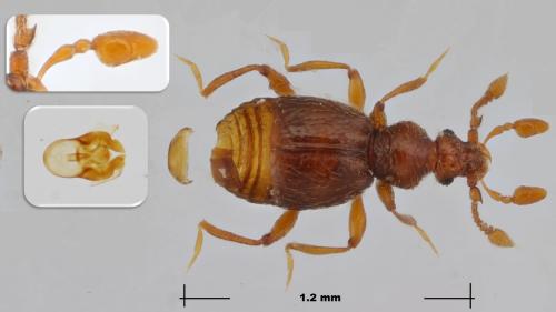 Bythinus confusus