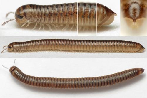 Réf. 300 532 : Cylindroiulus punctatus