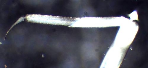 Réf. 300 470 : Centroptilum luteolum