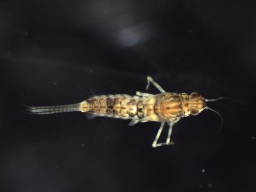 Réf. 300 468 : Centroptilum luteolum