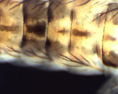 Réf. 300 469 : Centroptilum luteolum