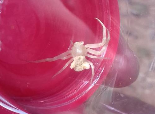 Réf. 300 323 : Thomisus onustus