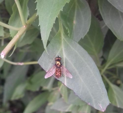 Chloromyia formosa