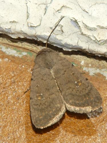 Réf. 300 938 : Caradrina sp.