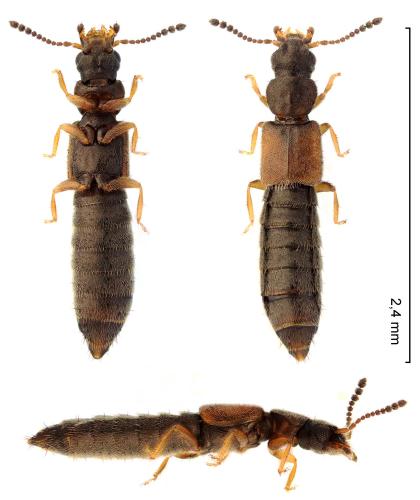 Carpelimus pusillus