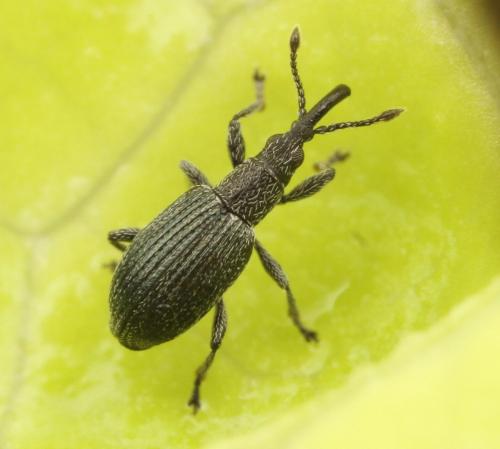 Réf. 300 628 : Ceratapion gibbirostre