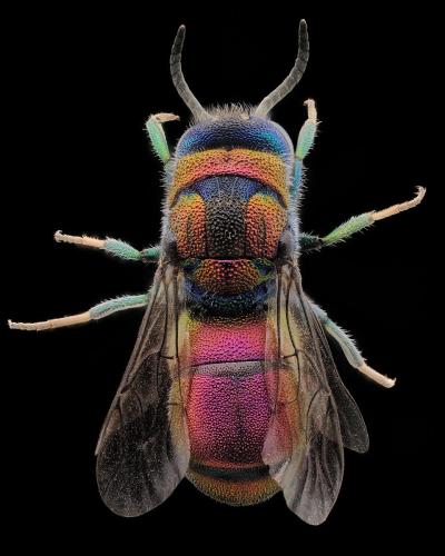 Réf. 300 231 : Chrysis angustifrons