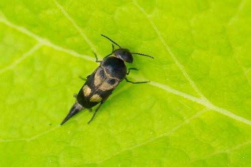 Variimorda sp.