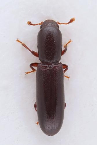 Réf. 300 846 : Teredus cylindricus