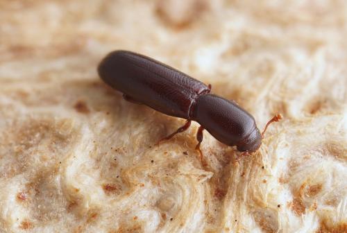 Réf. 300 809 : Teredus cylindricus
