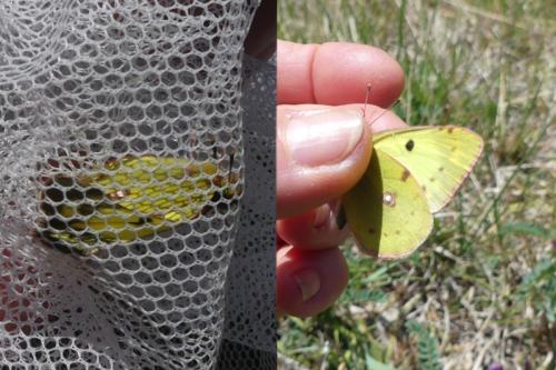 Colias sp.
