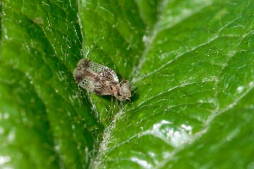 Réf. 300 899 : Stephanitis pyri