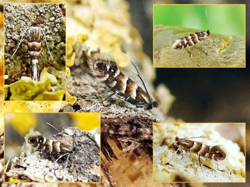 Réf. 300 261 : Phyllonorycter stettinensis