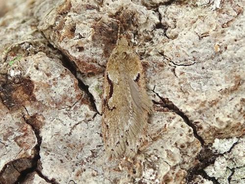 Réf. 300 746 : Semioscopis steinkellneriana