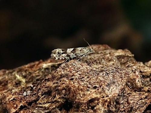 Epinotia pygmaeana