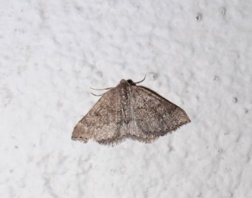 Aleucis distinctata