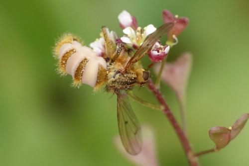 Scathophaga sp.