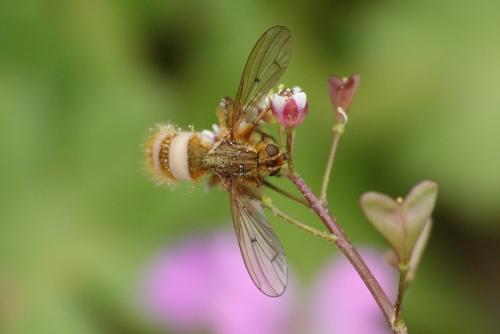 Scathophaga sp.