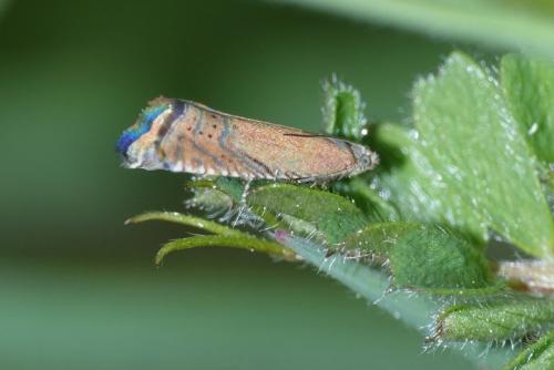 Réf. 300 758 : Grapholita gemmiferana