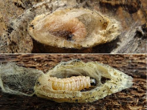 Réf. 300 245 : Anania hortulata