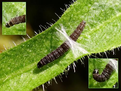Celypha lacunana