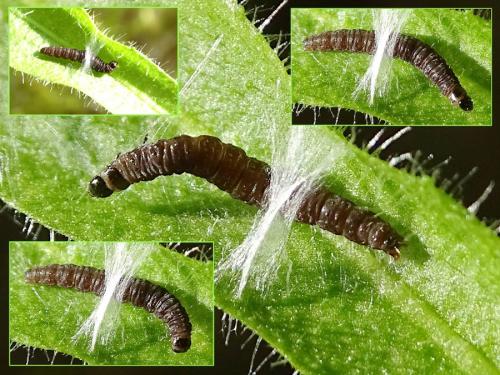 Celypha lacunana