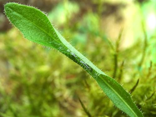 Réf. 300 368 : Celypha lacunana