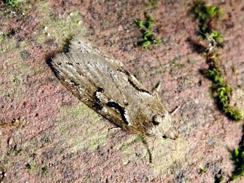 Réf. 300 747 : Semioscopis steinkellneriana