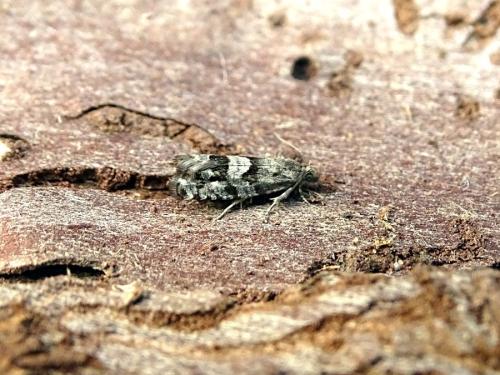 Epinotia pygmaeana