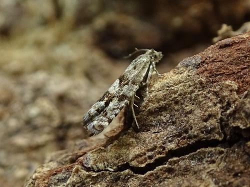 Réf. 300 943 : Epinotia pygmaeana
