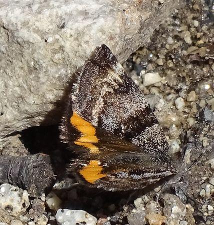 Boudinotiana sp.