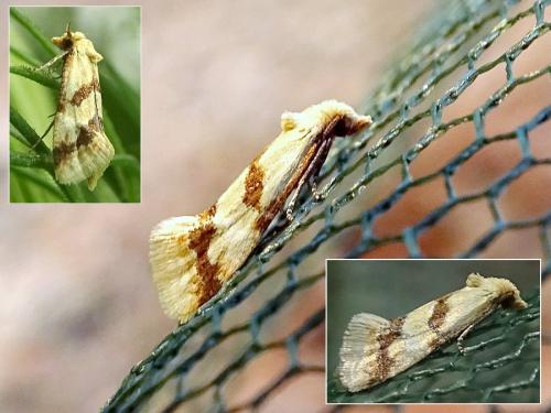 Réf. 300 342 : Aethes bilbaensis