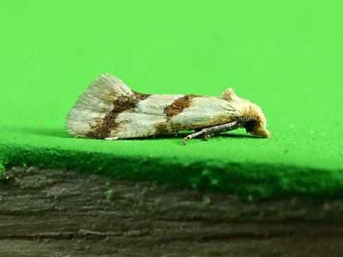 Réf. 300 341 : Aethes bilbaensis