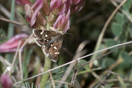 Eurrhypis guttulalis