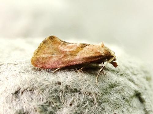 Réf. 300 357 : Cochylis roseana