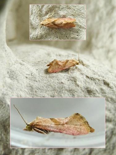 Réf. 300 354 : Cochylis roseana